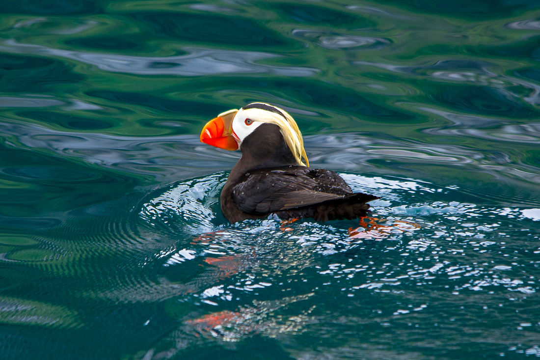 Tufted Puffin