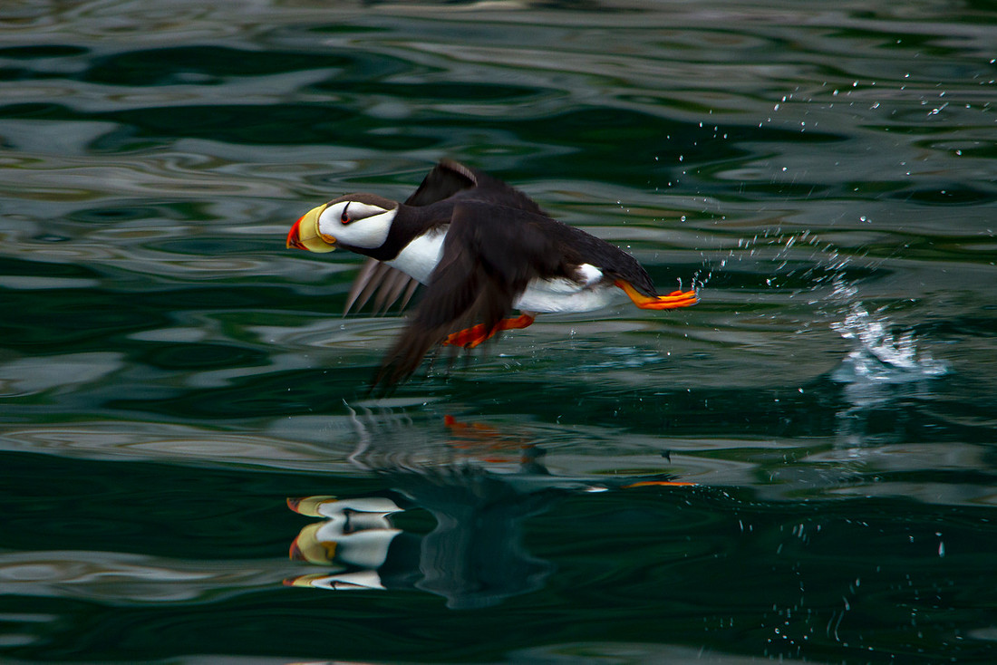 Horned Puffin Taking Off
