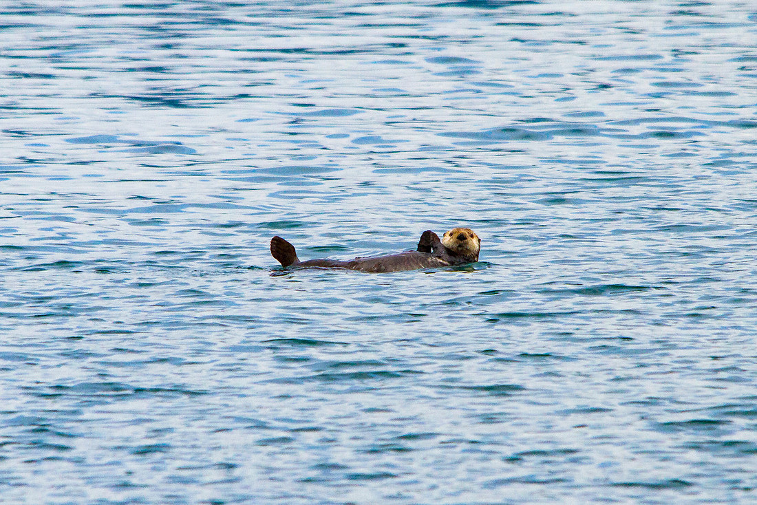 Sea otter