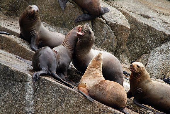 Stellars Sea Lions (4)