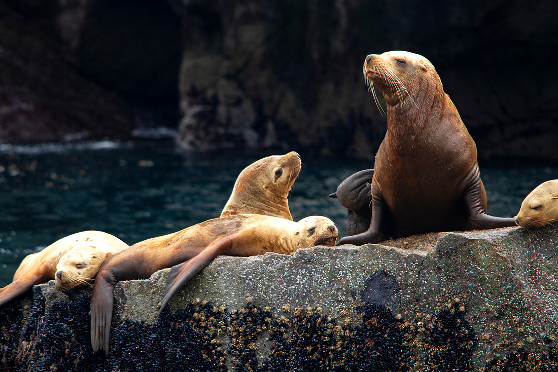 Stellars Sea Lions (3)