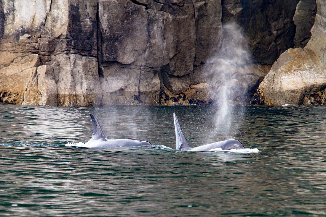 Fishing Pod of Orcas