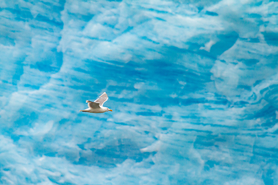 Gull flying along Aialik Glacier
