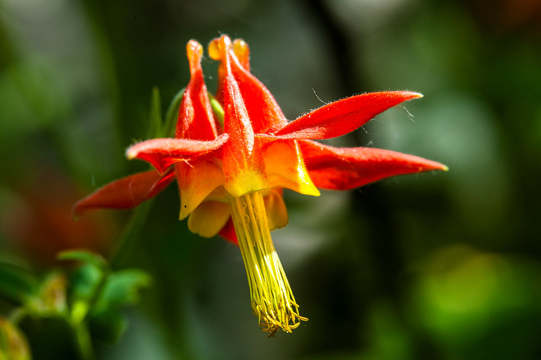 Columbine