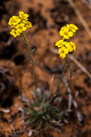 Colorado Plateau Bladderpod - Physaria rectipes