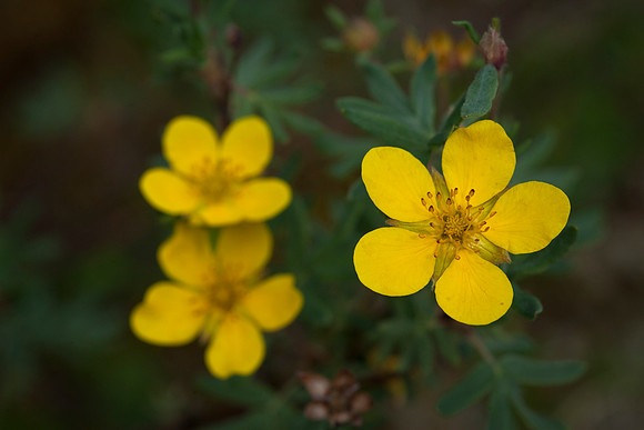Shrubby Cinquefoil - Potentilla fruticosa