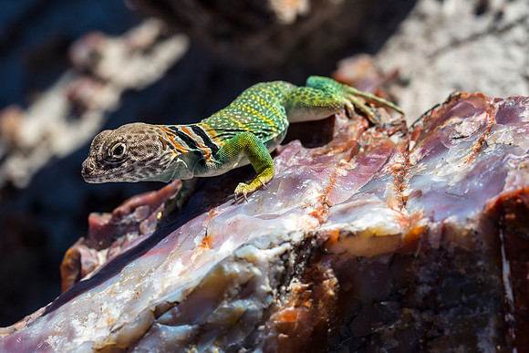 Collared Lizard on Petrified Wood
