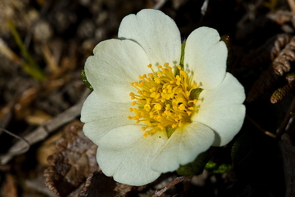 Mountain Aven - Dryas octopetala