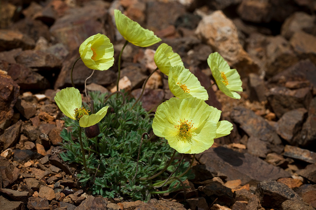 Alaska Poppy - Papaver mcconnellii