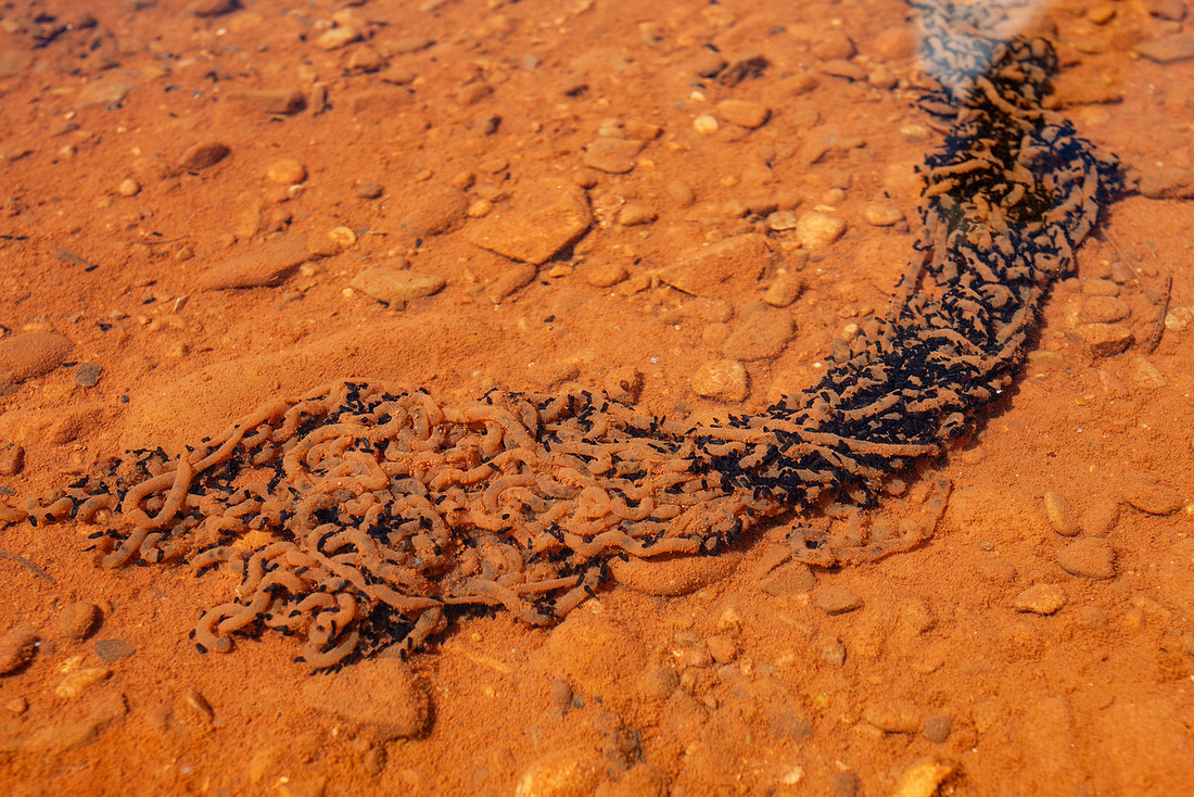 Frog eggs and tadpoles