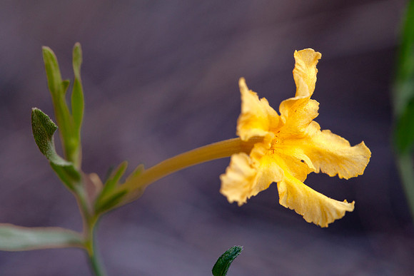 Narrowleaf Stoneseed - Lithospermum incisum