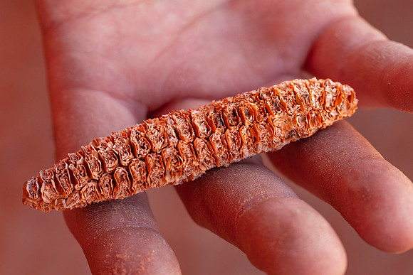 Desert-preserved Corncob