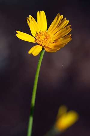 Ives' Fournerved Daisy - Tetraneuris ivesiana