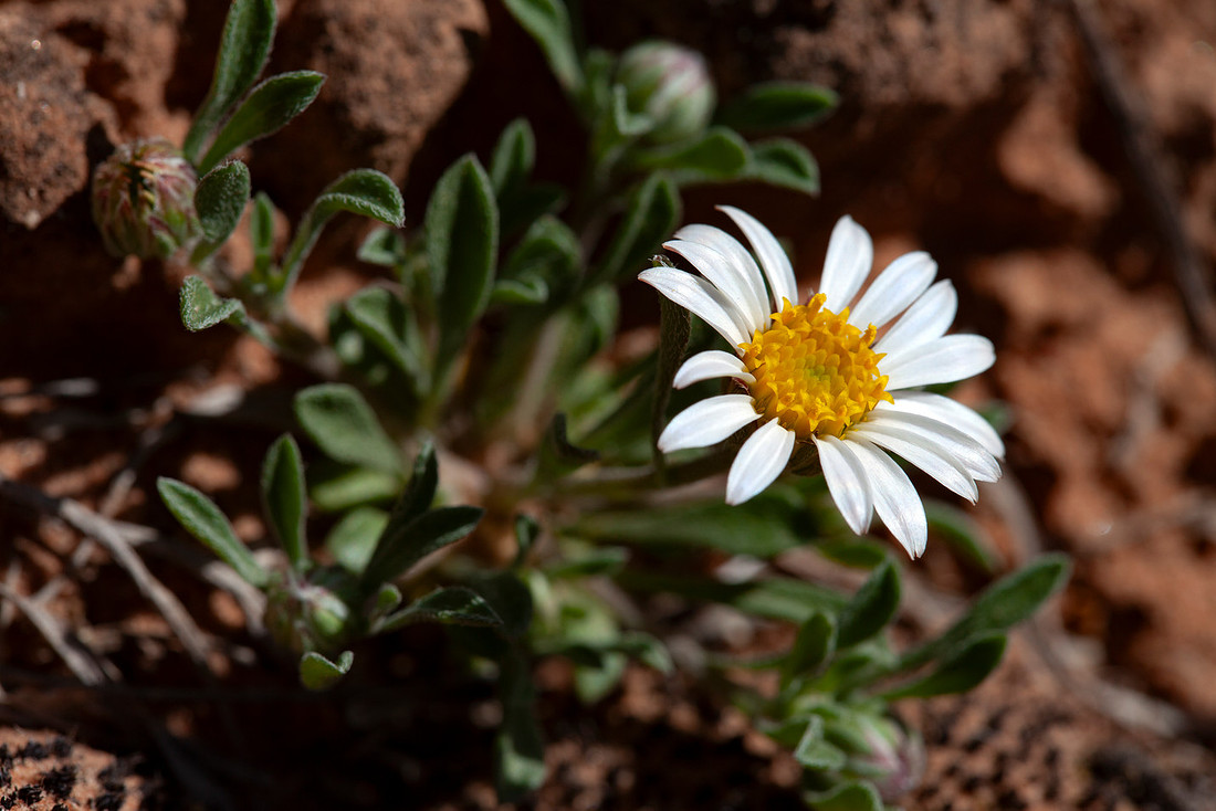 Easter Daisy - Townsendia incana