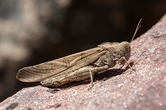 Grasshopper