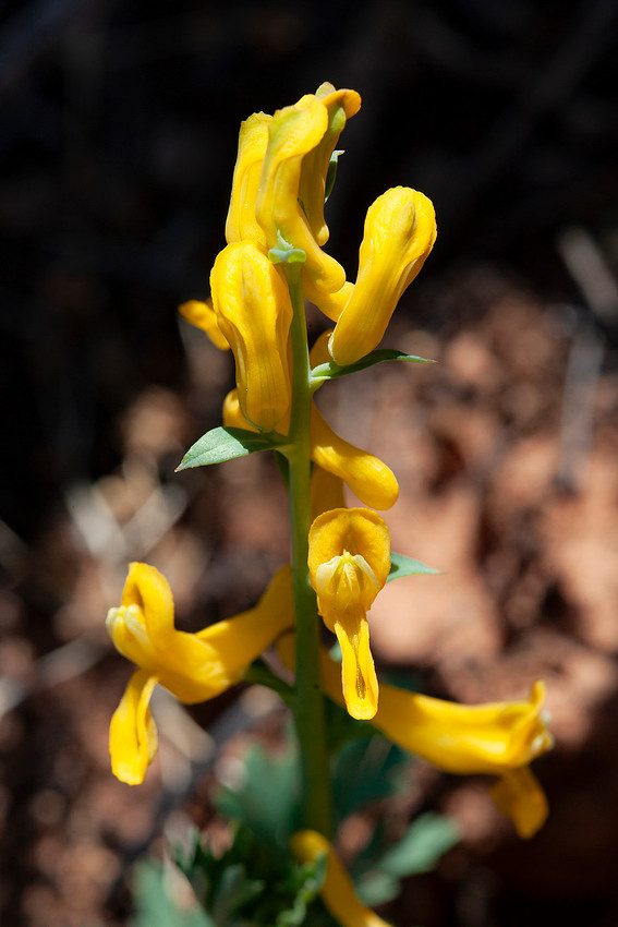 Golden Corydalis - Corydalis aurea