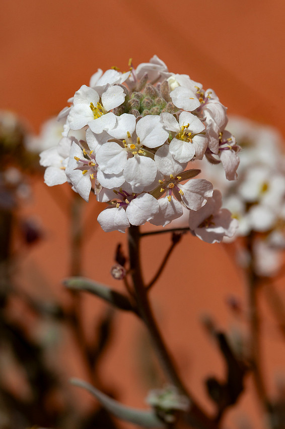 Spectacle Pod - Dimorphocarpa wislizenii
