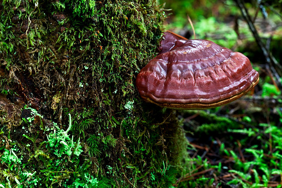Red Shelf Fungus