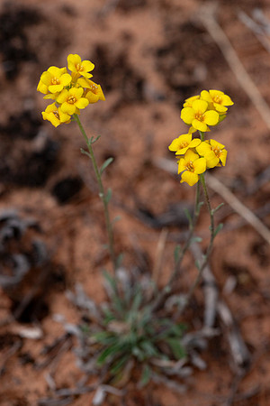 Colorado Plateau Pladderpod - Physaria rectipes