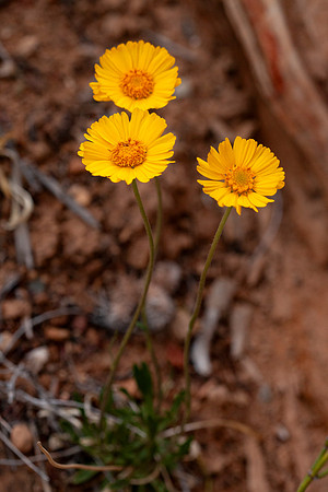Stemless Woollybase - Hymenoxys acaulis