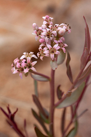 Bastard Toadflax - Comandra umbellata