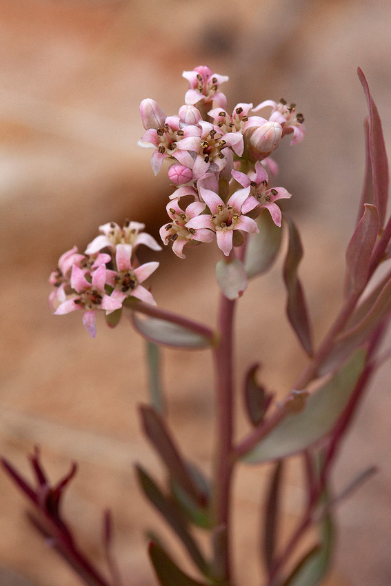 Bastard Toadflax - Comandra umbellata