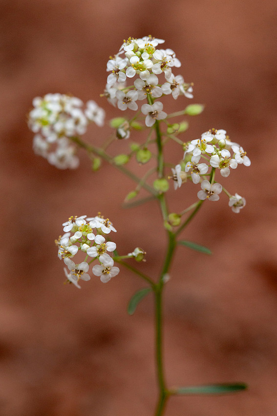 Peppergrass - Lepidium montanum