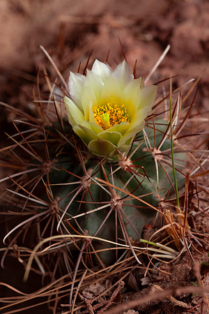 Whipple's Fishhook Cactus - Sclerocactus whipplei