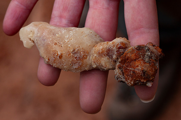Pine sap clump