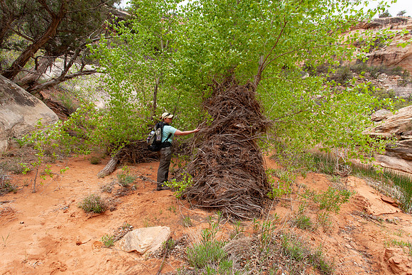 High Water Mark
