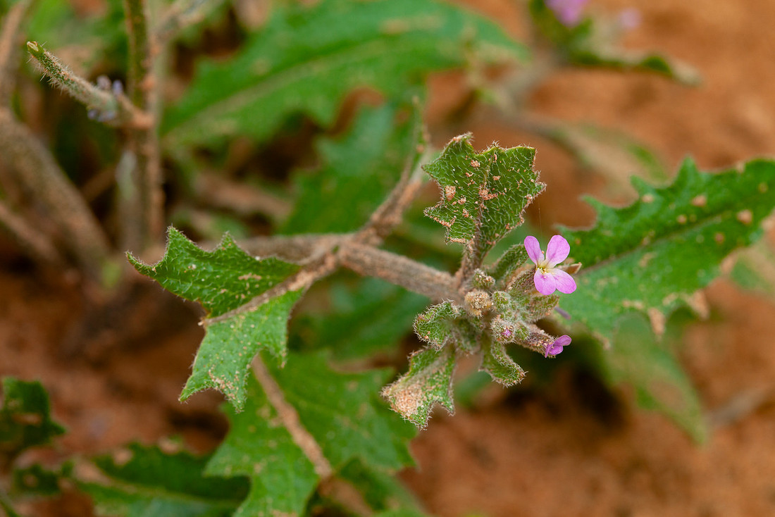 African Mustard - Strigosella africana