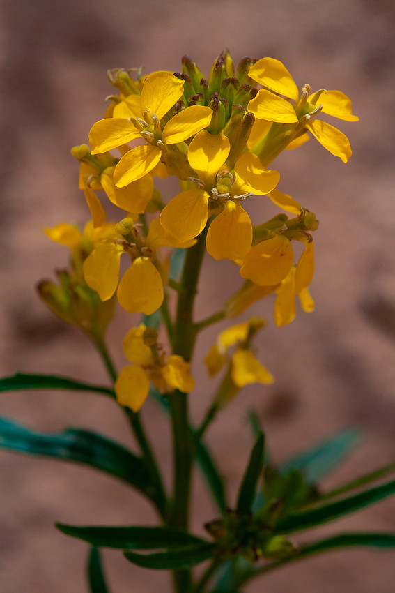 Western Wallflower - Erysimum capitatum