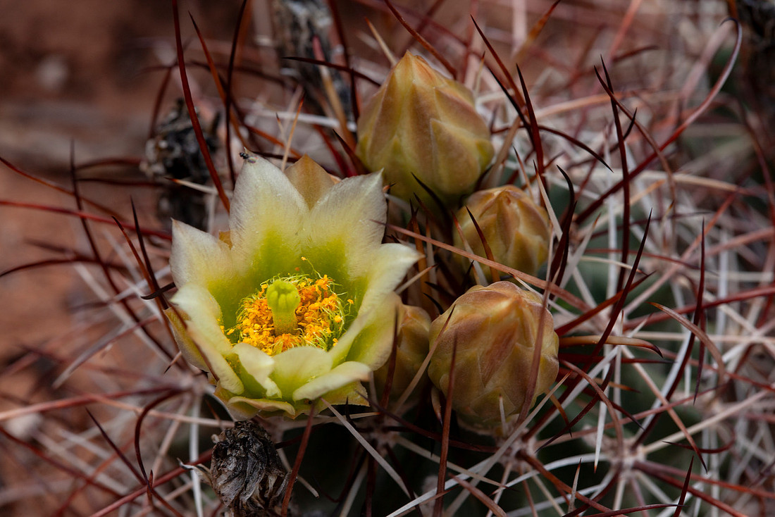 Whipple's Fishhook Cactus - Sclerocactus whipplei