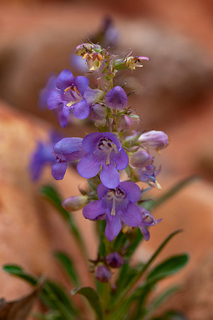Bluestem Penstamon - Penstemon cyanocaulis