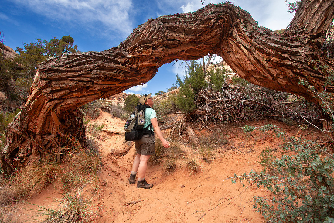 Hiker under fallen cottonwood tree