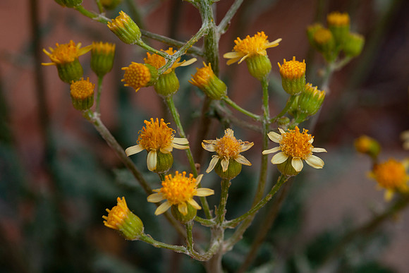 Basin Groundsel - Senecio multilobatus