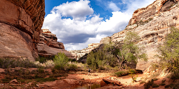 White Canyon Hiker