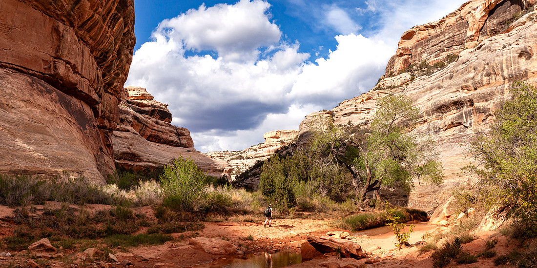 White Canyon Hiker