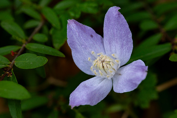 Rocky Mountain clematis
