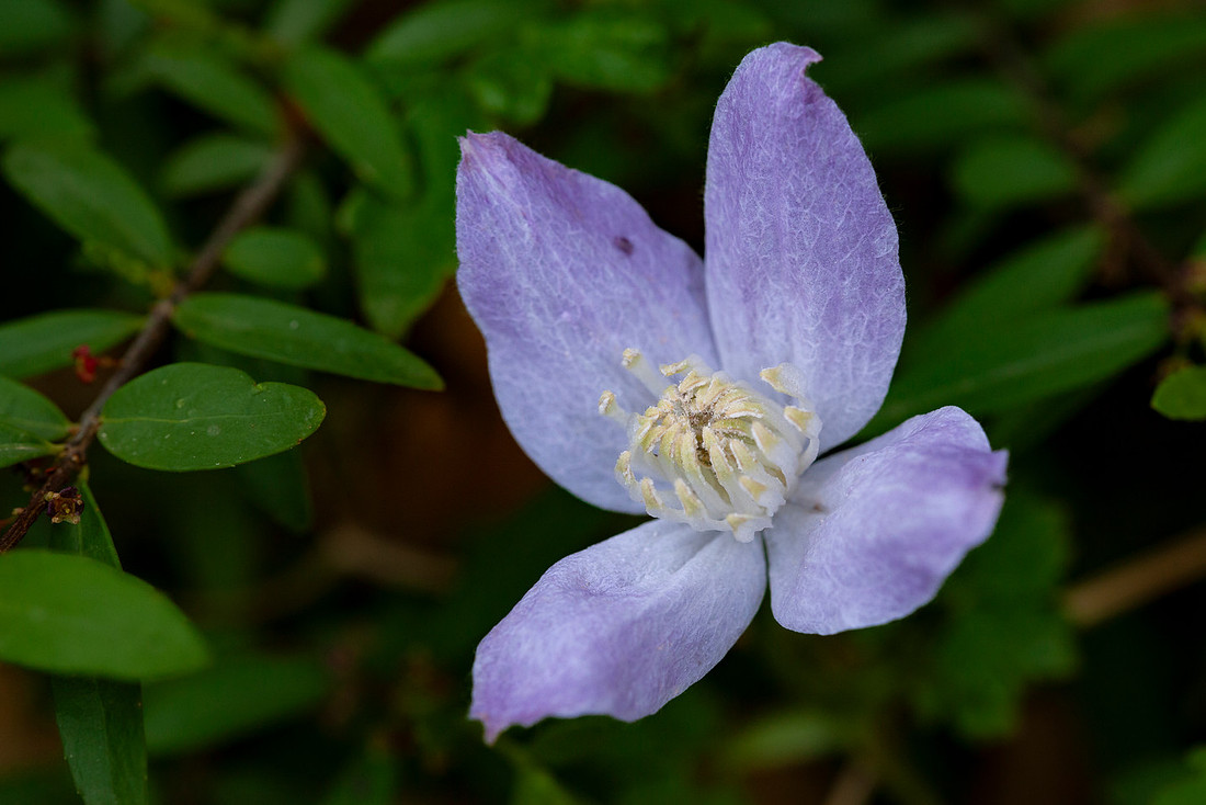 Rocky Mountain clematis