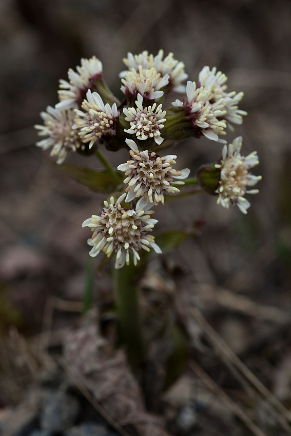Frigid Coltsfoot - Petasites frigidus