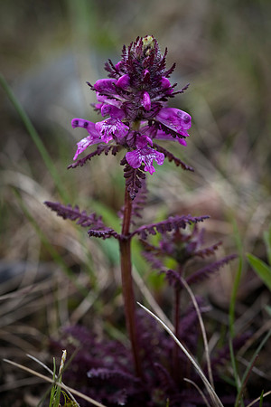 Whorled leaf Lousewort - Pedicularis verticillata