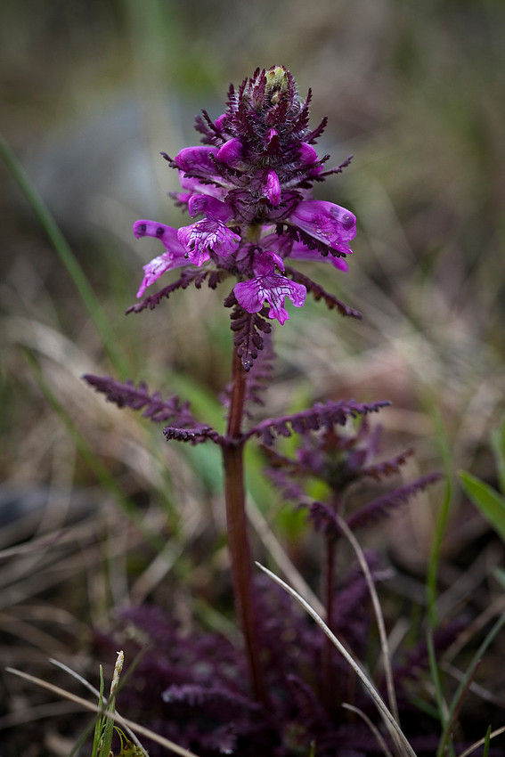 Whorled leaf Lousewort - Pedicularis verticillata