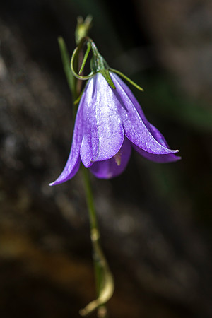 Common Harebell - Campanula rotundifolia