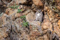 Great-horned Owl and Chick