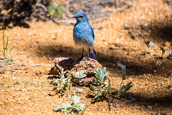 Mountain Bluebird (2) - Sialia currucoides