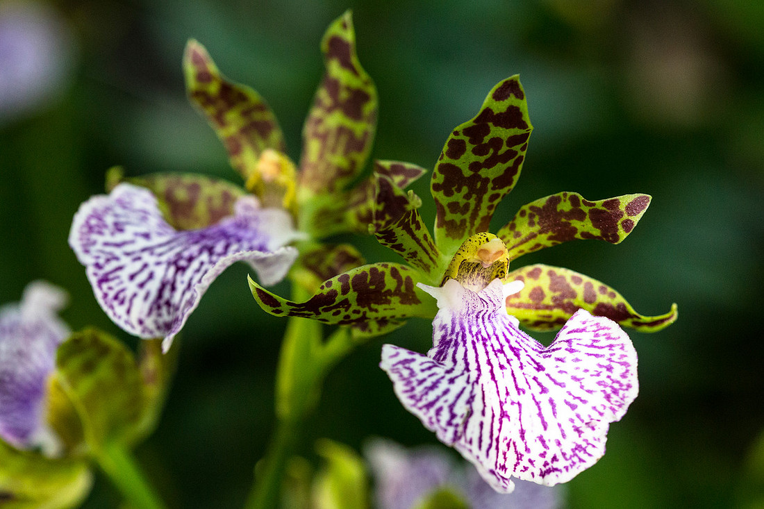 Zygopetalum maculatum