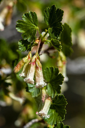 Trumpet Gooseberry - Ribes leptanthum