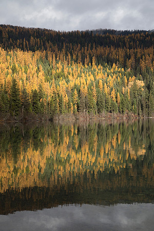 Larch Reflections at Bowman