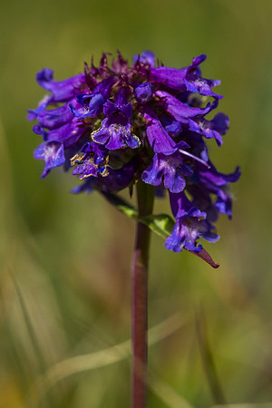 Slender Blue Penstamon - Penstamon procerus